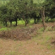 فروش زمین مسکونی 260 متر در خیابان تهران