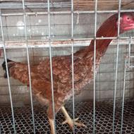 مرغ لاری سرحال تمیز