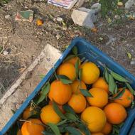 تامسون اماده برای شهرستان