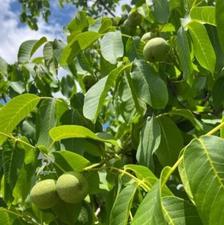 فروش باغ سردرختی 2520 متر در مراغه روستای امیر