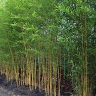 فروش کلی و جزءی نهال نی خیزران