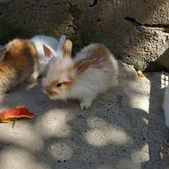 فروش خرگوش بچه لوپ