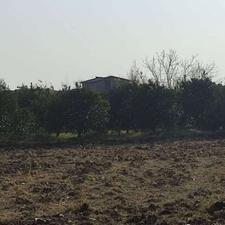 فروش کشاورزی 5000 متر دنگسرک تهاتر ملک شما با ما