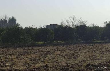 فروش کشاورزی 5000 متر دنگسرک تهاتر ملک شما با ما