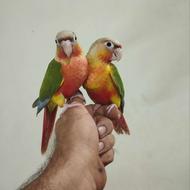 جوجه گرینچیک سرلاکی خریداریم