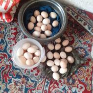 تخم مرغ نتفه دار