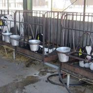 کارگر آشنا به گاوداری صنعتی