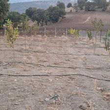 فروشفوریزمین