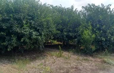 10000 متر باغ مرکبات واقع در زاغمرز/بندرامیرآباد