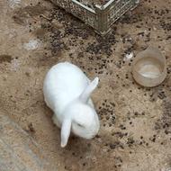 خرگوش سالم اهلی