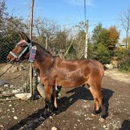 سه راس قاطر