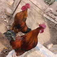 فروش خروس محلی