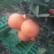 فروش پرتقال خونی مور درج یک