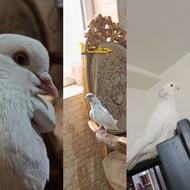 کبوتر پرشی معاوضه هم دارم