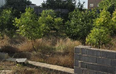 زمین خانه سرا 400 متر نارنگی ژاپنی کاشته شرایطی