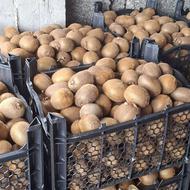 فروش کیوی ریز و متوسط