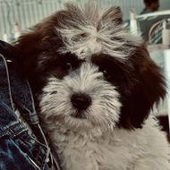 واگذاری سگ به دلیل جابه جایی