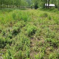 فروش زمین فوری