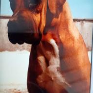 واگذاری باکسر اصیل و شجره دار