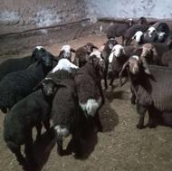 فروش گوسفند 25عدد