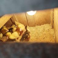 اردک اسرائیلی