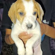 توله شکاری 8ماه واگذاری