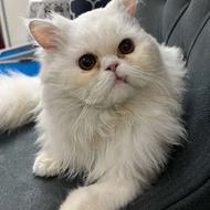 گربه یک ساله پرشین واکسن خورد