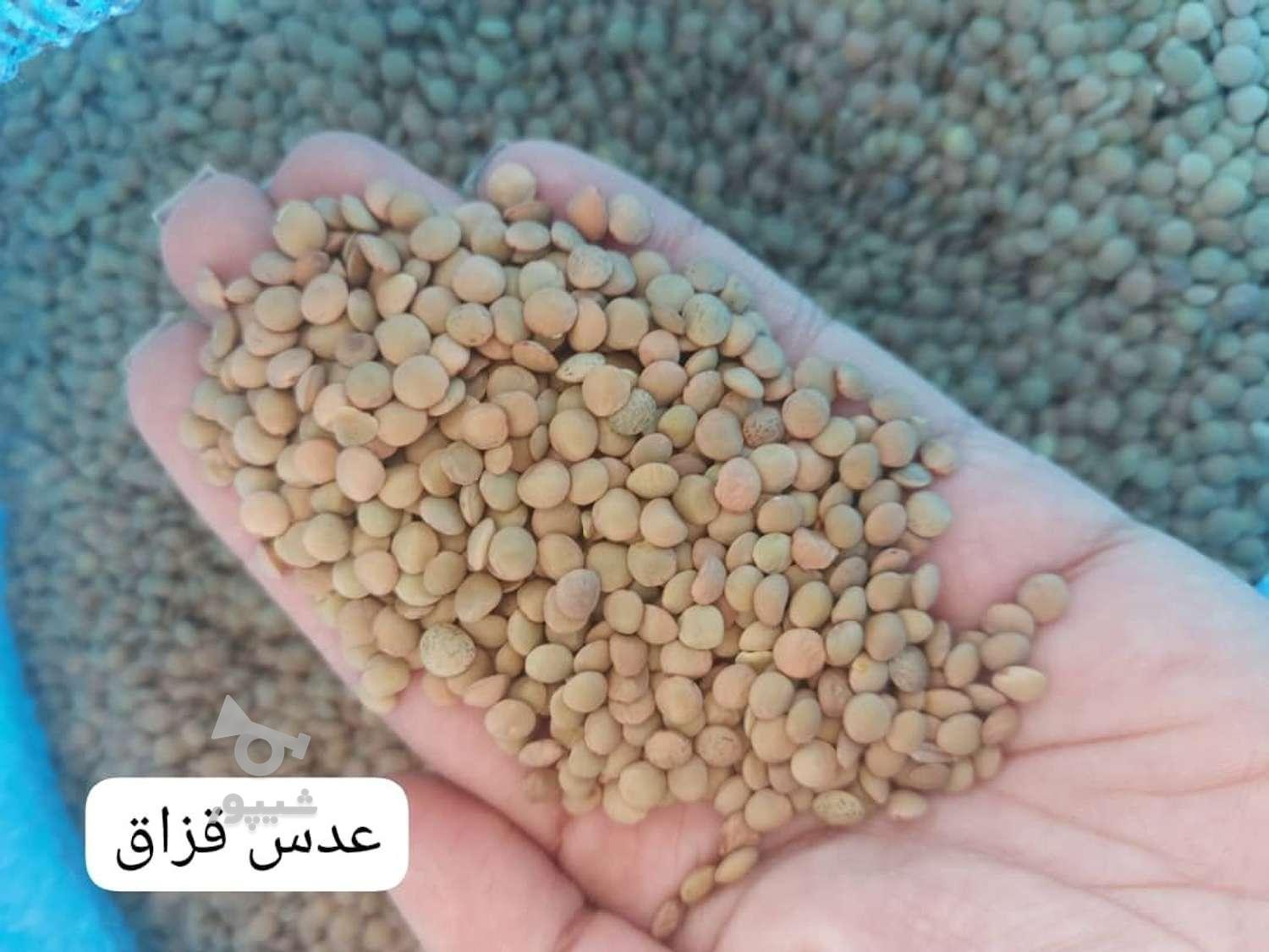 فروش روغن . چای . حبوبات.