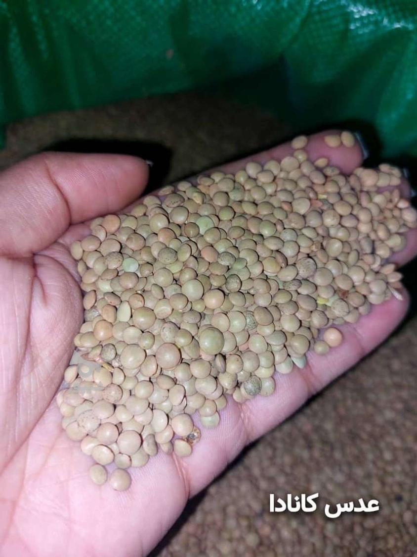 فروش روغن . چای . حبوبات.