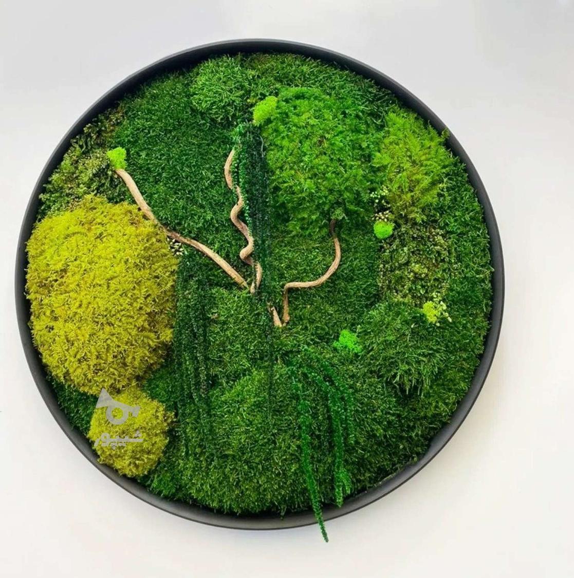 اجرای طرح دیوار سبز