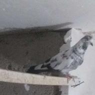 کبوتر پروازی