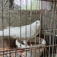 کبوترسفیدمهرنر