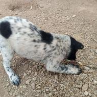 سگ ژرمن ماده و دوتا توله قدرجونی