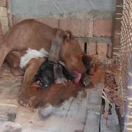 واگذاری توله پیتبول اصلی