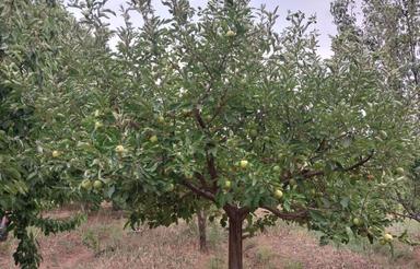 2000 متر باغ فروشی درصائین قلعه