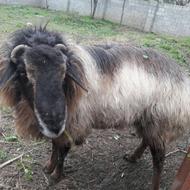 گوسفند نر تخمی پرواری