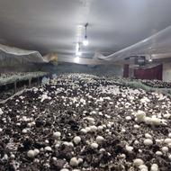 خاک کمپوست قارچ بالادزا رایگان