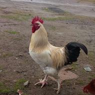 دوعدد خروس محلی یکیش دورگه برهمایی تعداد 8 عدد مرغ بفروش میر