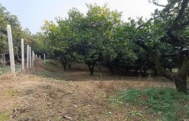 فروش باغ مرکبات 4000 مترنزدیک بافت ویو خاص مرمت