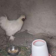 خروس ابریشمی