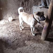 واگذاری سگایه گله ونگهبانی