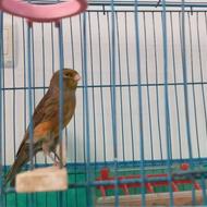 فروش قناری نر ریزخوان و جوون