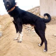 واگذاری سگ نر 9ماهه قدریجانی گله