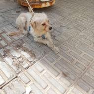 سگ شیتزو ماده واگذاری