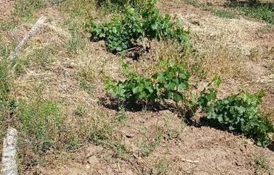 2500 متر باغ گردو دوساله