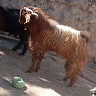 یک پاچن ویک دوروشت