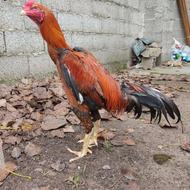 خروس لاری جنس