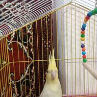 پرنده عروس هلندی شیش ماهه