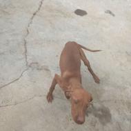 واگذاری سگ ماده