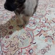 واگذارسگ نژاد شیتسو تریر نر کاملا سالم